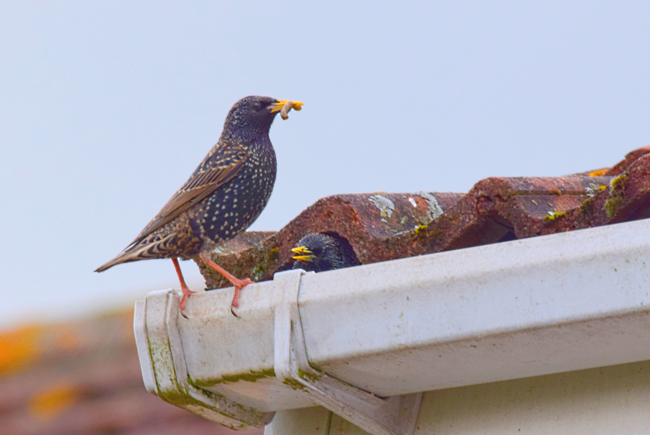 Protect Your Home: How Gutter Cleaning Prevents Pest Infestations